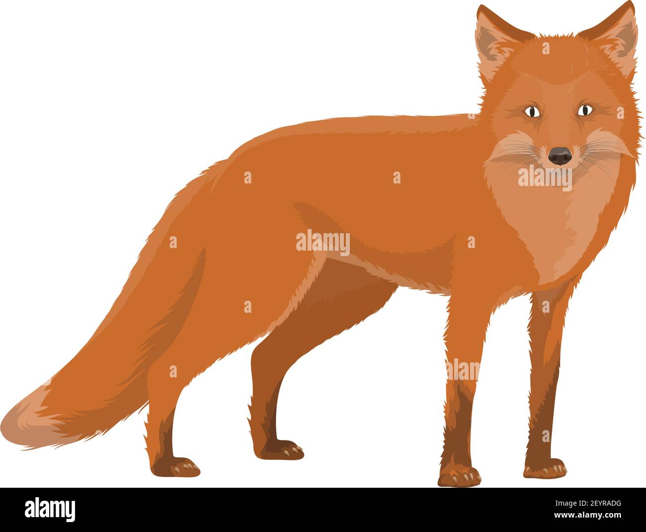 Red fox isolated forest animal with fluffy tail. Vector wild carnivore