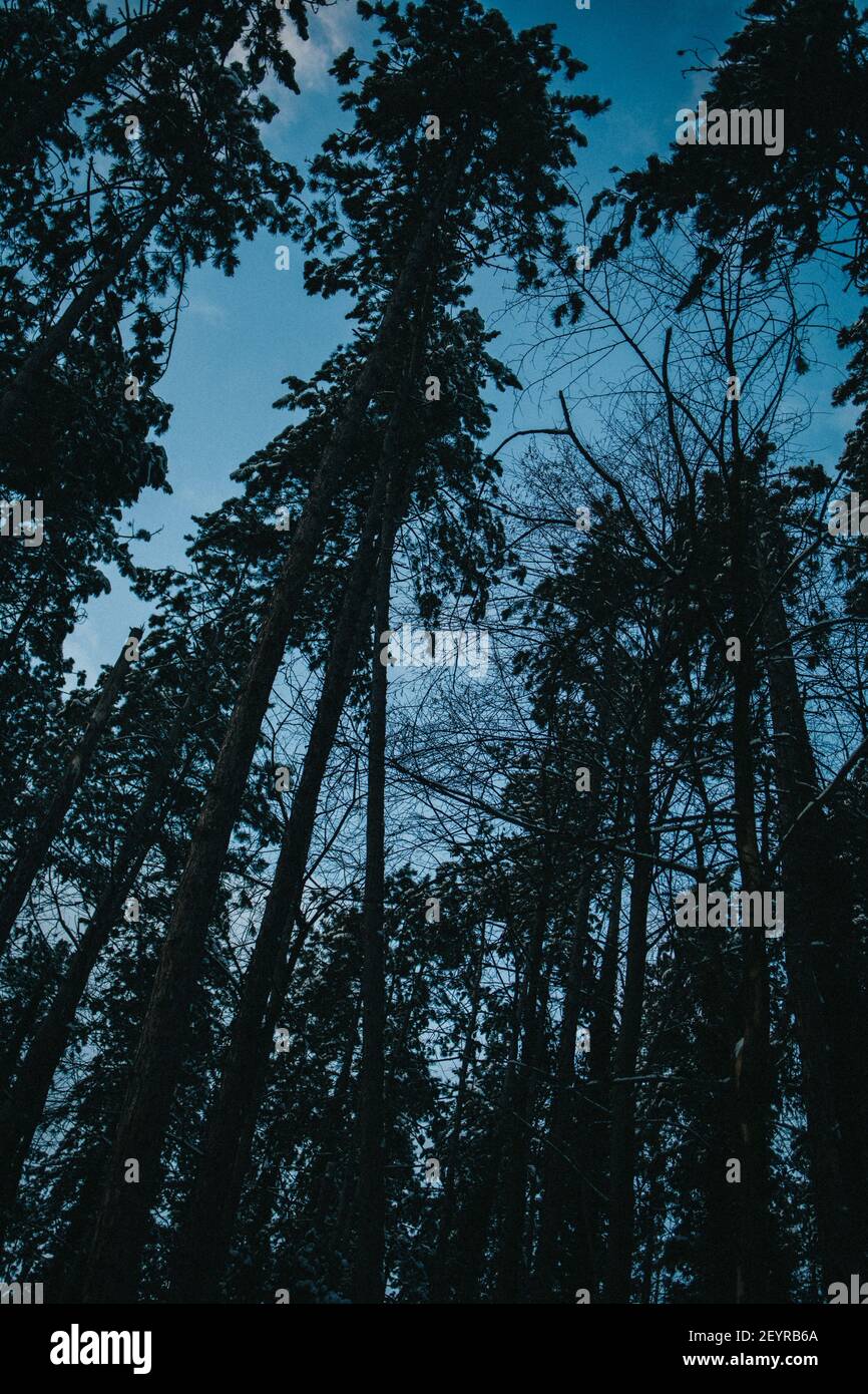 A vertical low angle shot of tall trees in a forest Stock Photo - Alamy
