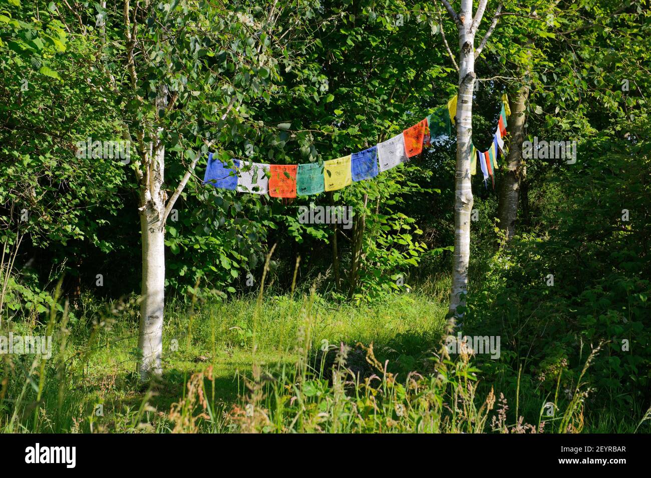 Prayer flags hung between birch trees in a woodland garden in North Wales. Stock Photo