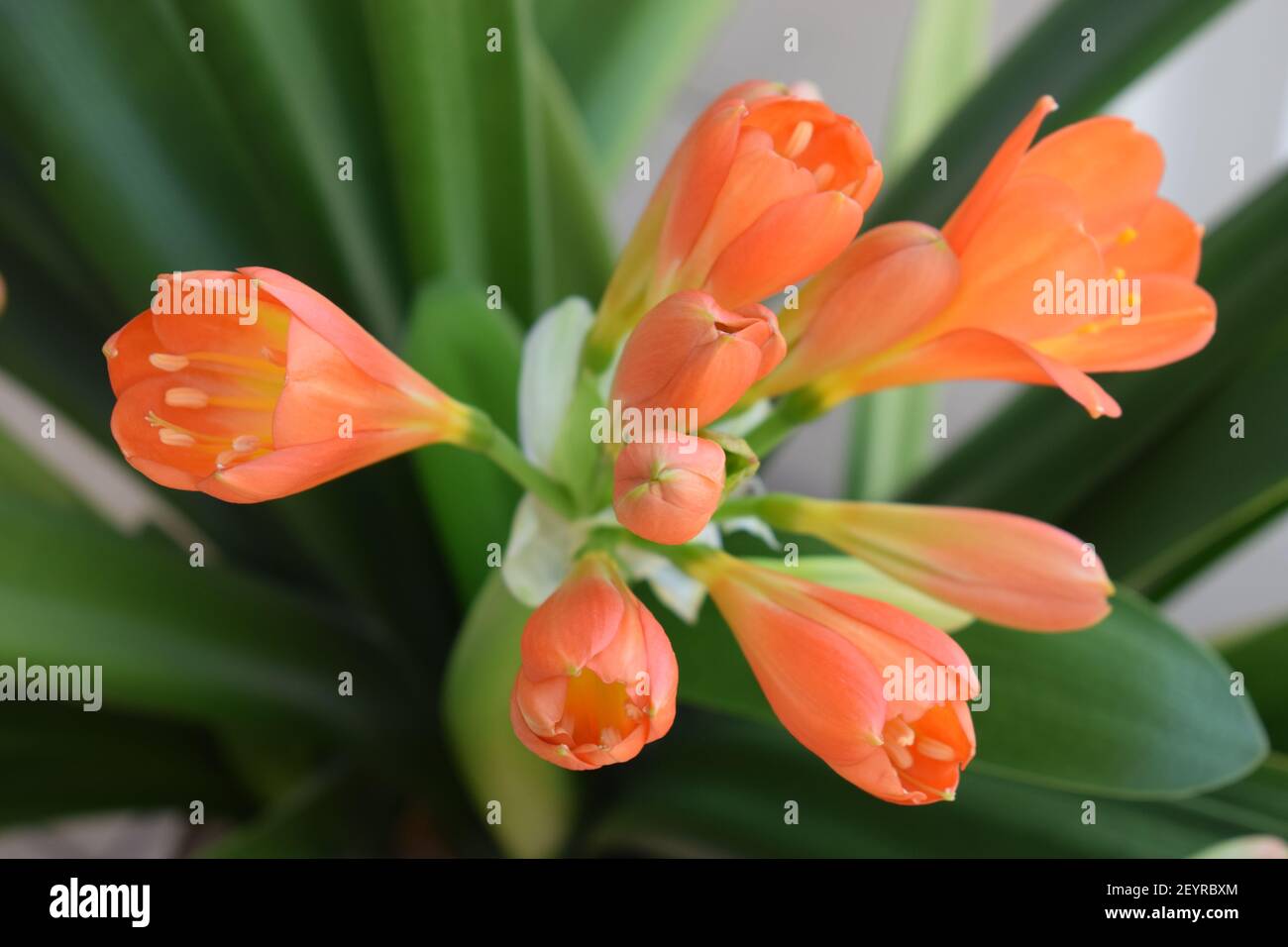 spring in the winter garden with blooming clivia Stock Photo