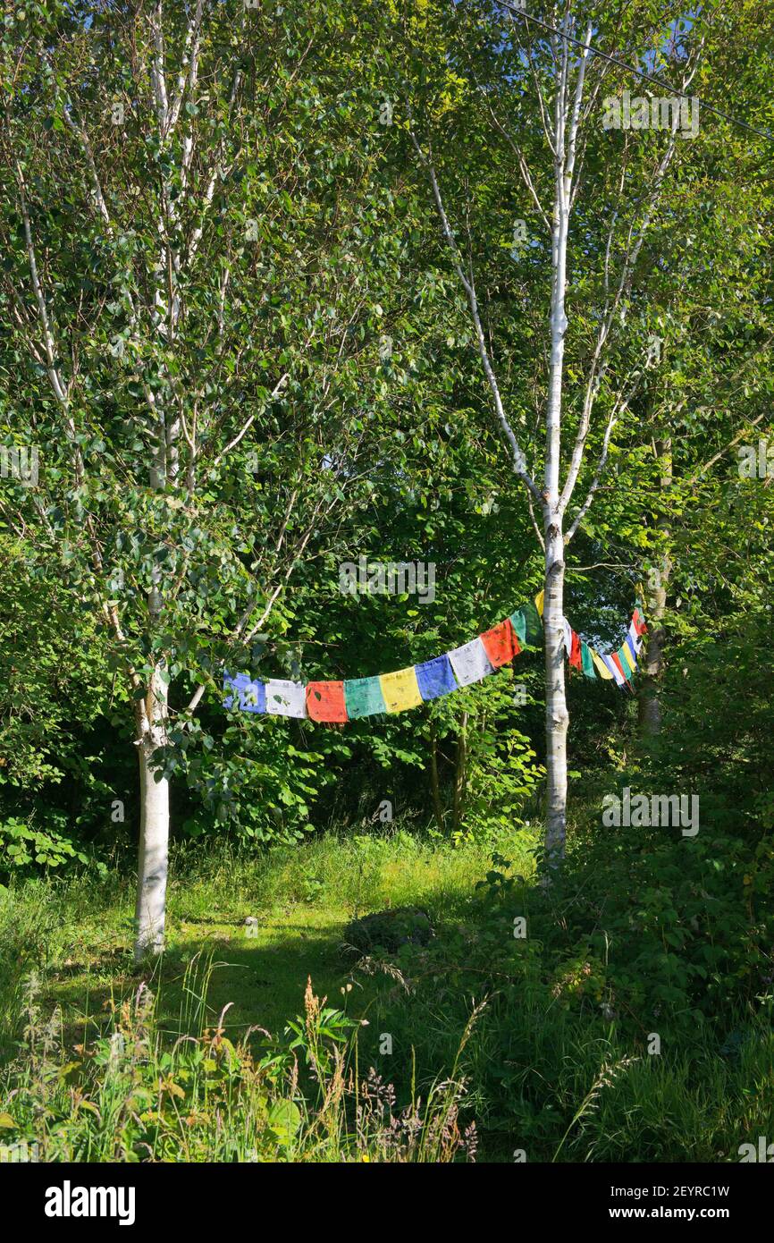 Prayer flags hung between birch trees in a woodland garden in North Wales. Stock Photo