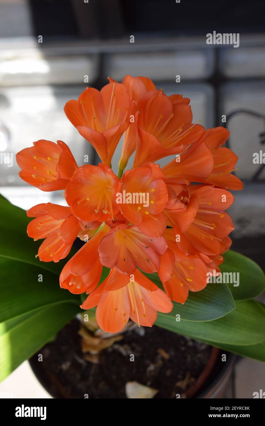 spring in the winter garden with blooming clivia Stock Photo