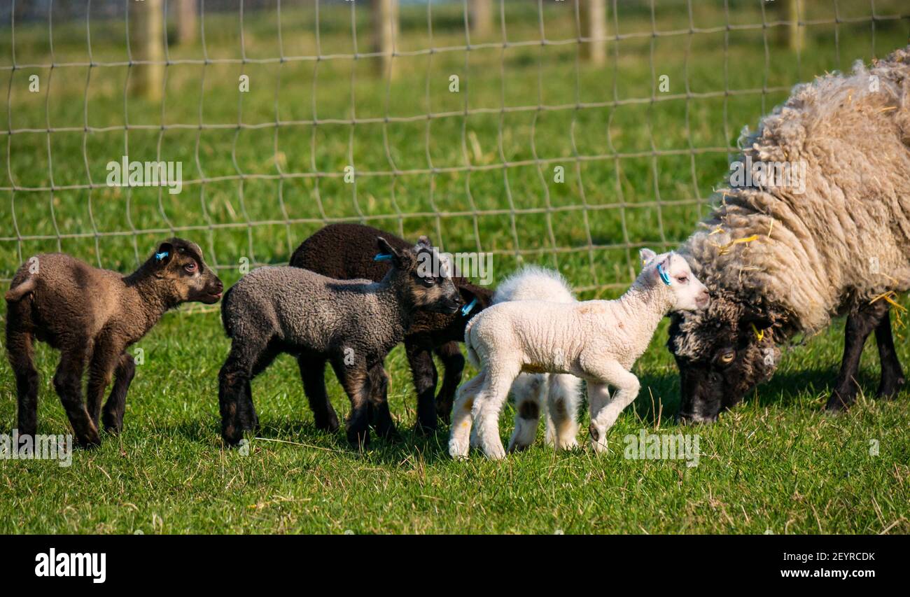East Lothian, Scotland, United Kingdom, 6th March 2021. UK Weather: Spring lambs in sunshine. Shetland sheep twin lambs are let out into a pen in a field for the first time after being born in a barn several weeks ago. An orange ear tag for a female lamb and a blue ear tag for a male lamb. Lambs in a a variety of colours with an ewe Stock Photo