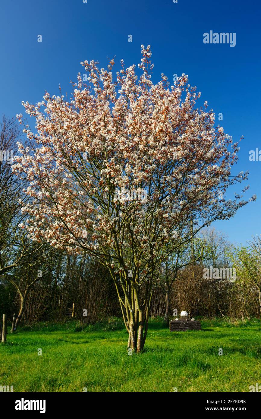 Amelanchier-lamarckii in flower, (Amelanchier Rosaceae, Snowy Mespilus, June Berry) growing in grassland with apple trees. Stock Photo