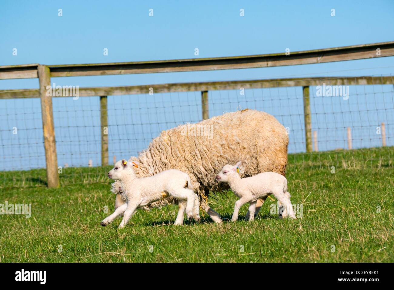 East Lothian, Scotland, United Kingdom, 6th March 2021. UK Weather: Spring lambs in sunshine. Shetland sheep twin lambs are let out into a pen in a field for the first time after being born in a barn several weeks ago. An orange ear tag for a female lamb and a blue ear tag for a male lamb. Twin white lambs run across the field with the mother ewe Stock Photo