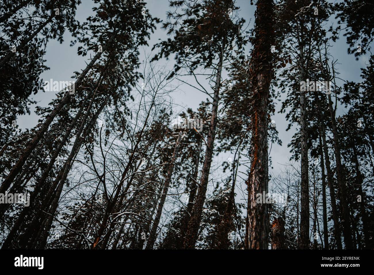 A low angle shot of beautiful tall trees under a blue sky Stock Photo ...