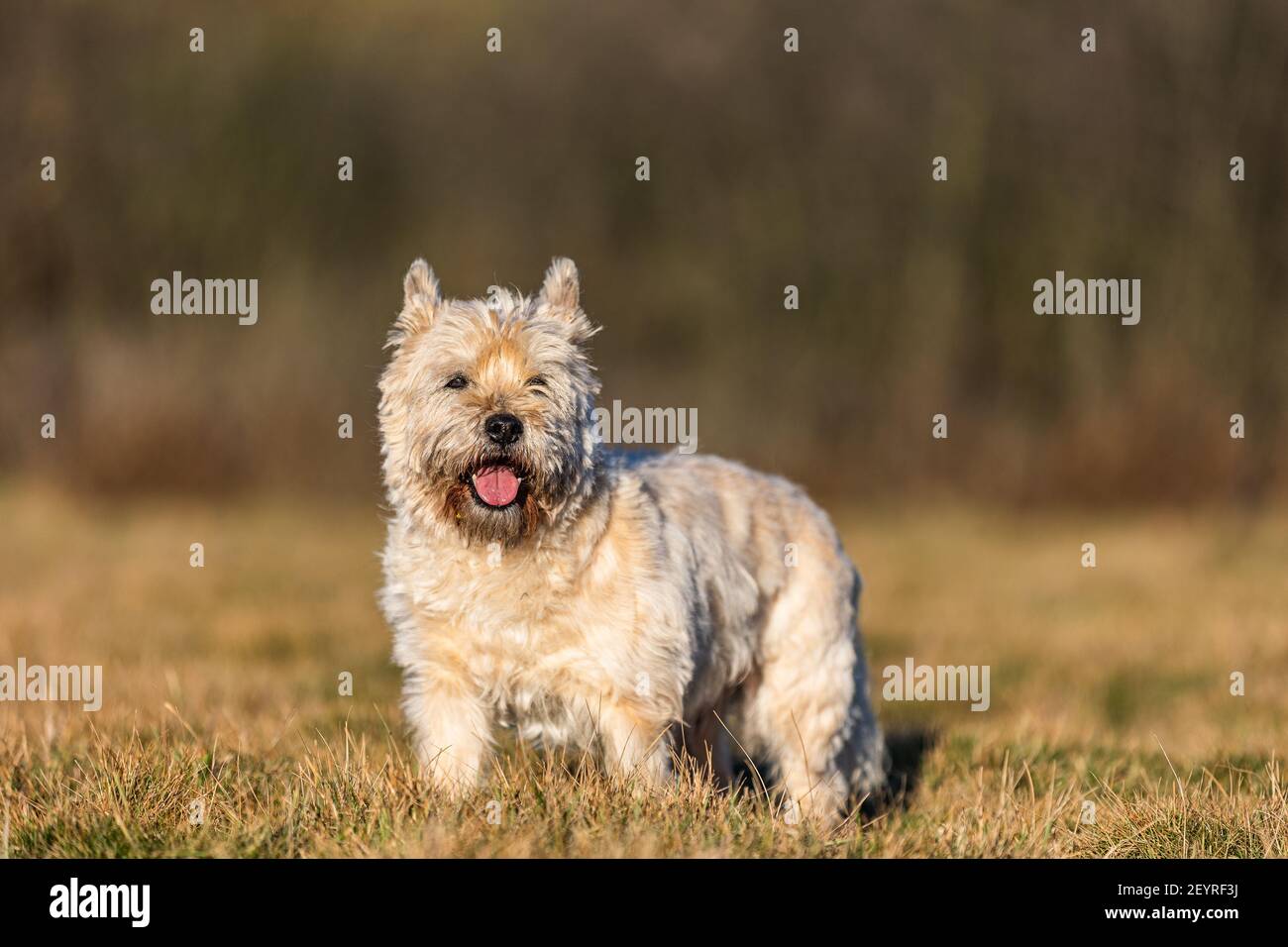 do cairn terriers run away