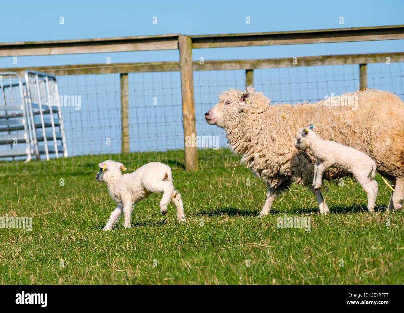 East Lothian, Scotland, United Kingdom, 6th March 2021. UK Weather: Spring lambs in sunshine. Shetland sheep twin lambs are let out into a pen in a field for the first time after being born in a barn several weeks ago. An orange ear tag for a female lamb and a blue ear tag for a male lamb. Twin white lambs run across the field with the mother ewe Stock Photo