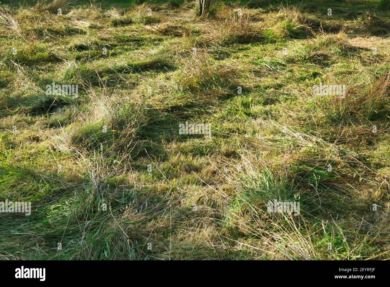 Wildflower meadow strimmed in August after flowering. The cut hay is left to dry to allow flower seeds to dry and fall out in situ. Stock Photo