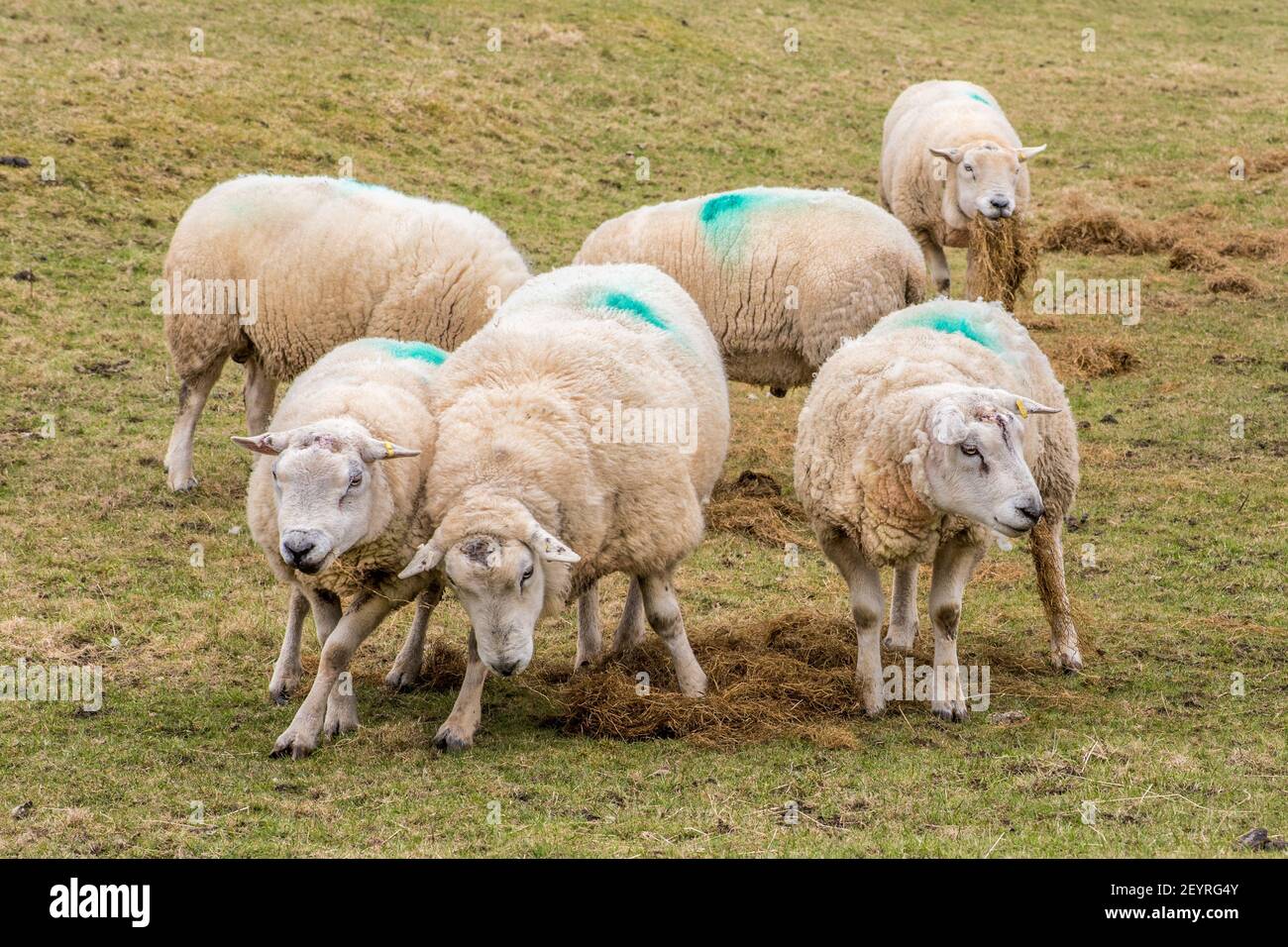 A  bunch of tups Stock Photo