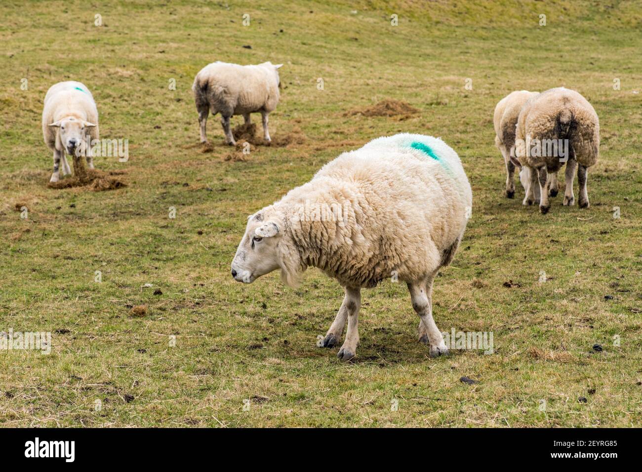 A  bunch of tups Stock Photo