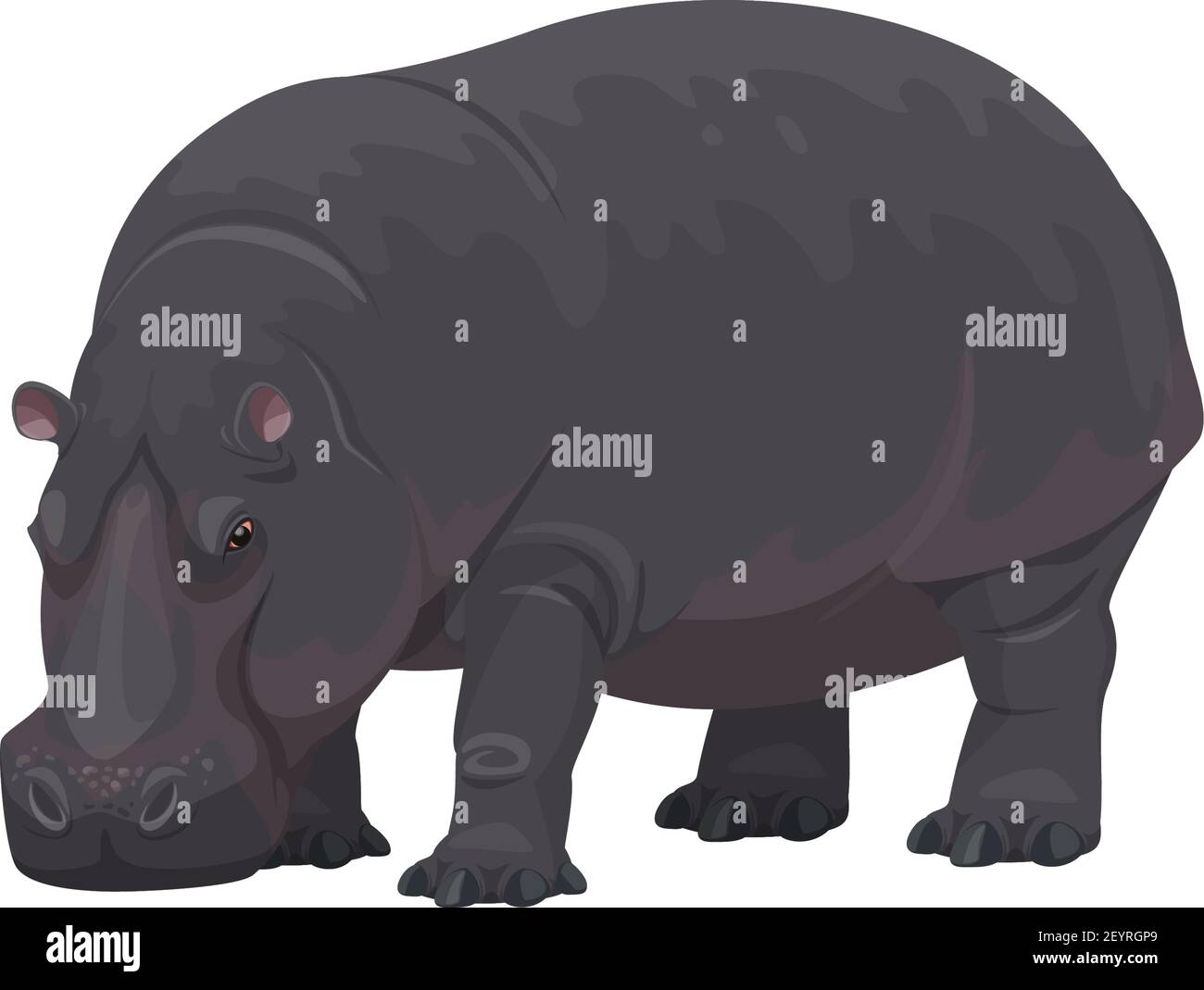 Side view of hippo Stock Vector Images Alamy