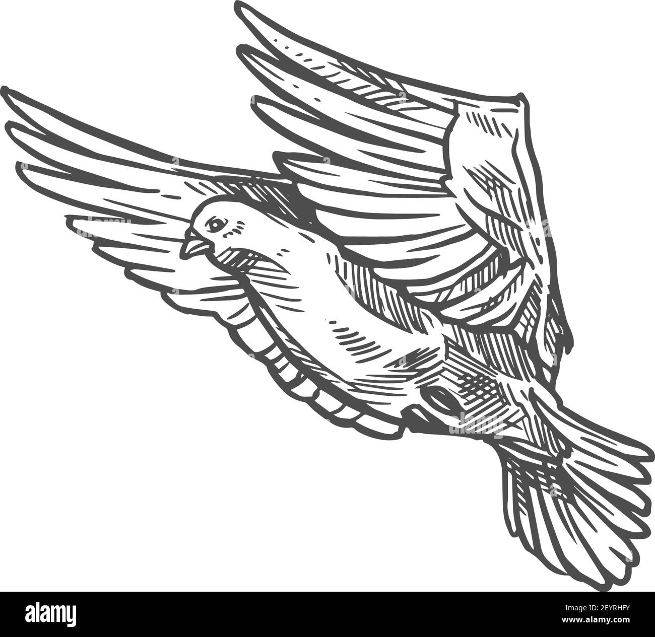 Sketch of pigeon bird flying, Hand drawn vector illustration - stock vector  2342936 | Crushpixel