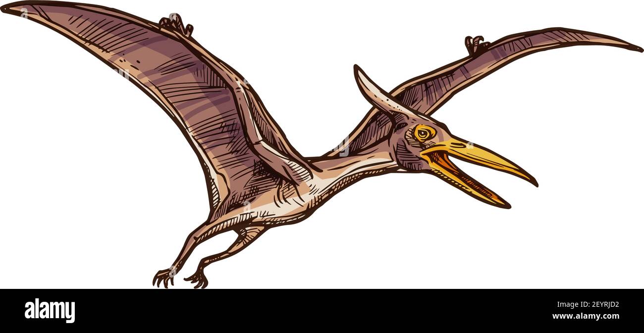 Pterodactyl isolated flying pteranodon dinosaur bird sketch. Vector prehistoric pterosaur dino animal Stock Vector