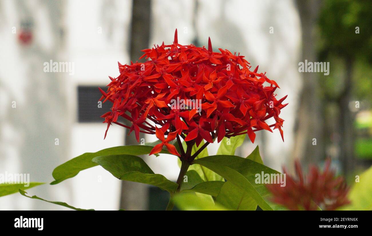 Beautiful colors of nature with small small details explored Stock Photo