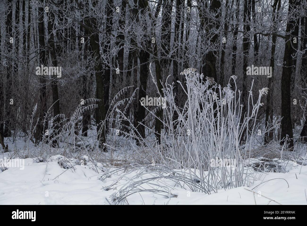 Frozen white grass in deep snow and dark tree trunks in background in winter Stock Photo