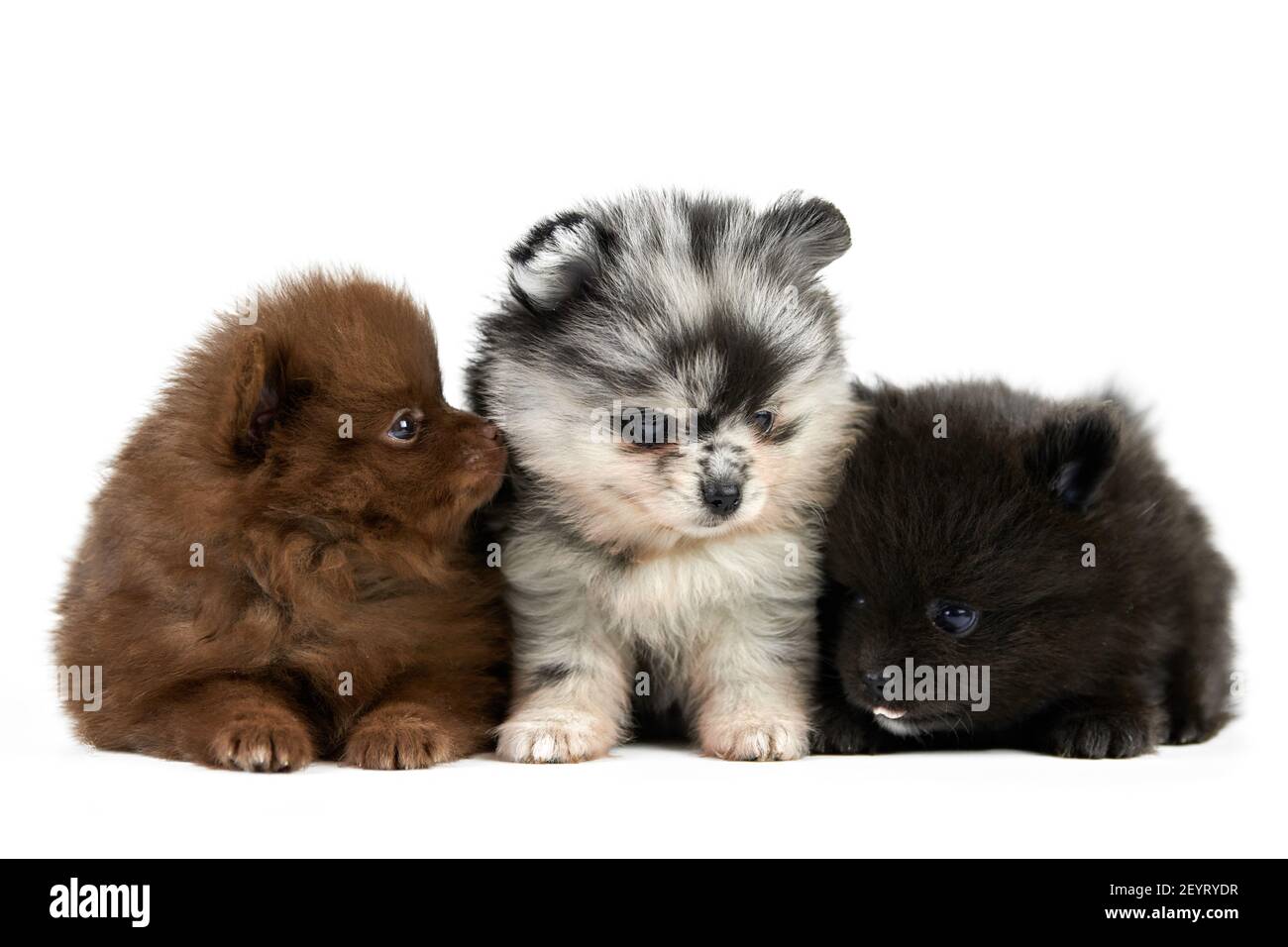 Three Pomeranian Spitz puppies isolated. Cute pomeranian dogs on white ...