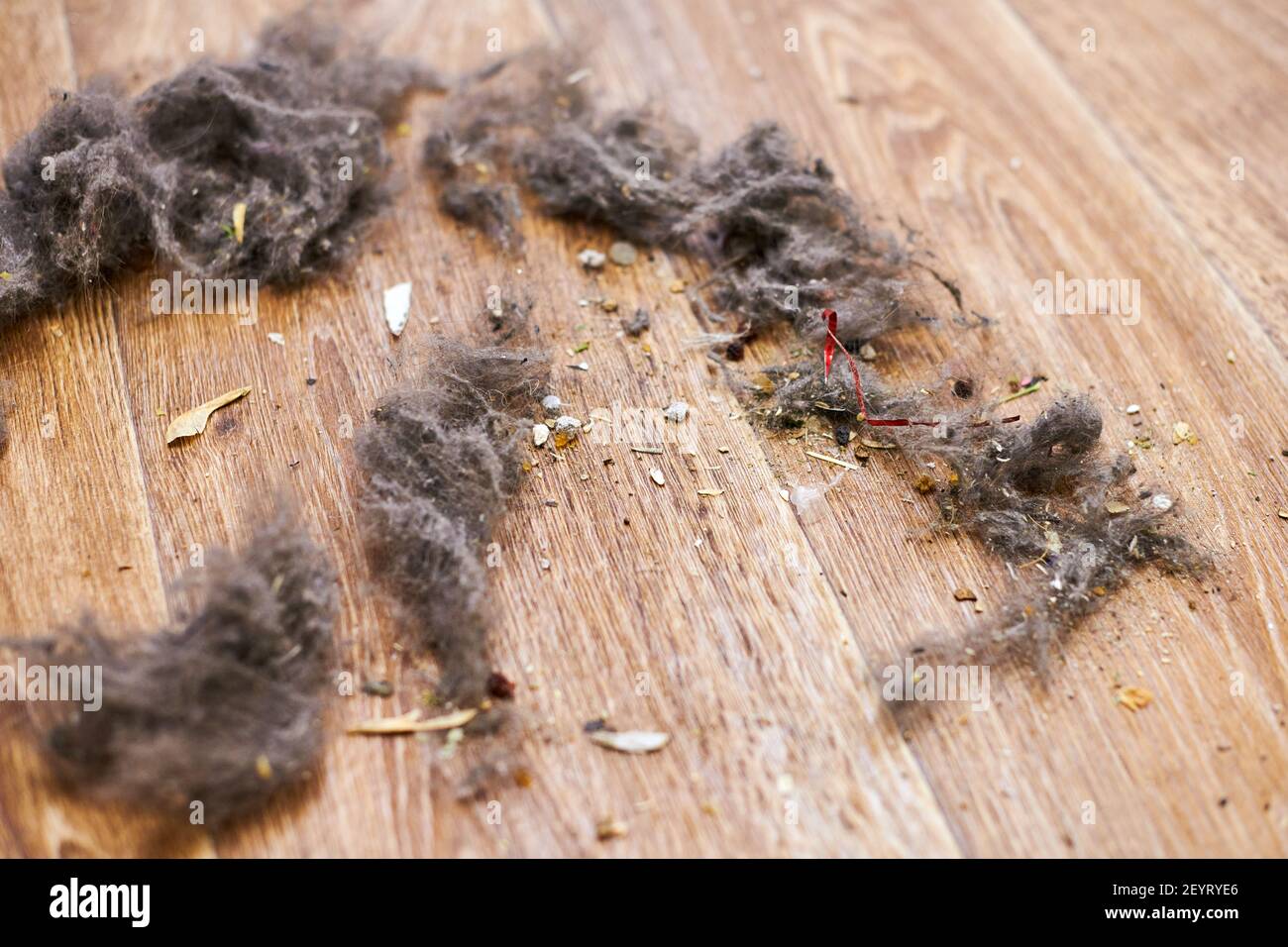 Dust and dirt on floor. Cat hair, grime and waste on bedroom floor. Home  trash cleaning. Spring-cleaning Stock Photo - Alamy