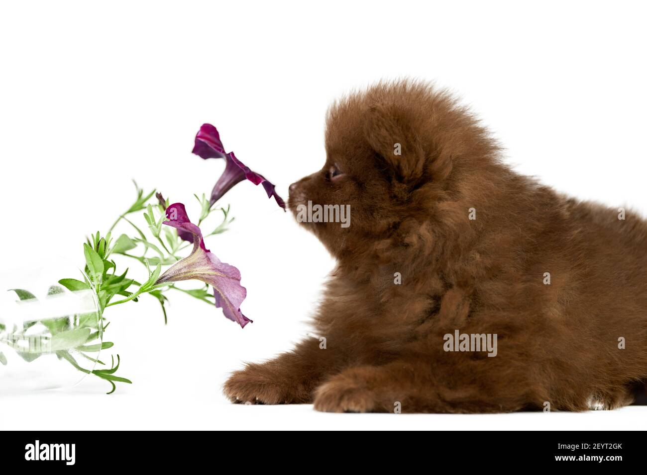 Friendly hotsell hometown pomeranian