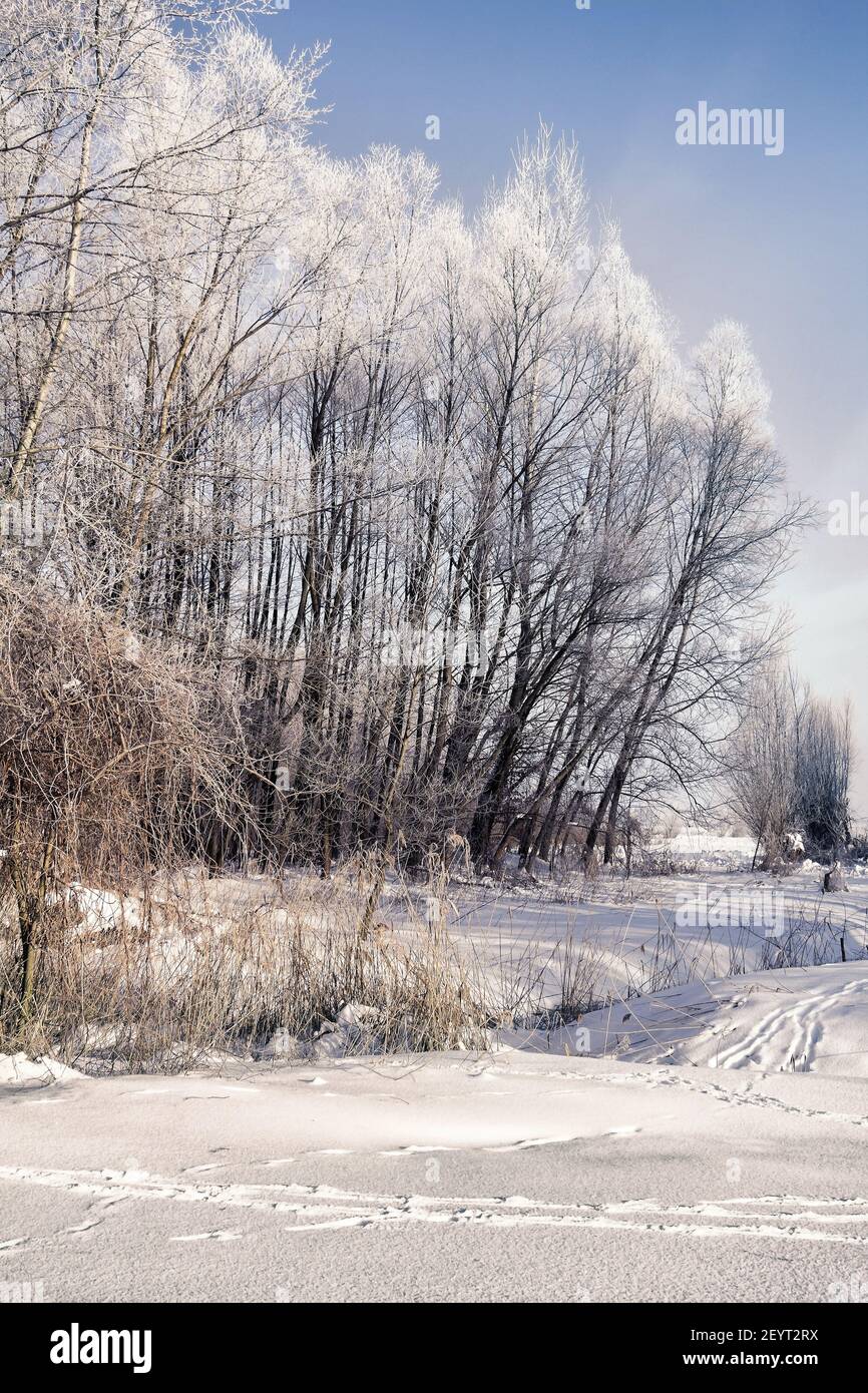 Frozen trees and shrubs with hoarfrost and snow on bright winter day in forest Stock Photo