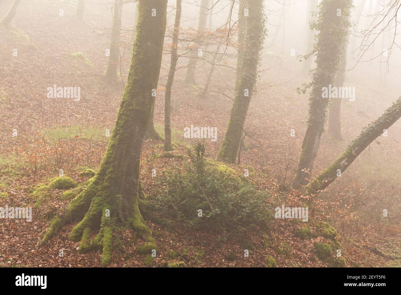 Old beech tree in fog. Forest of Cerisy, Foret de Cerisy, Calvados, Manche, Normandy, France Stock Photo