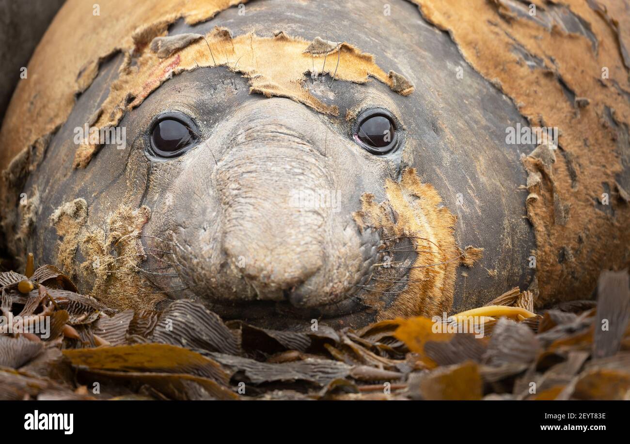 Close up of a Southern Elephant seal lying on sea weeds in the Falkland Islands. Stock Photo