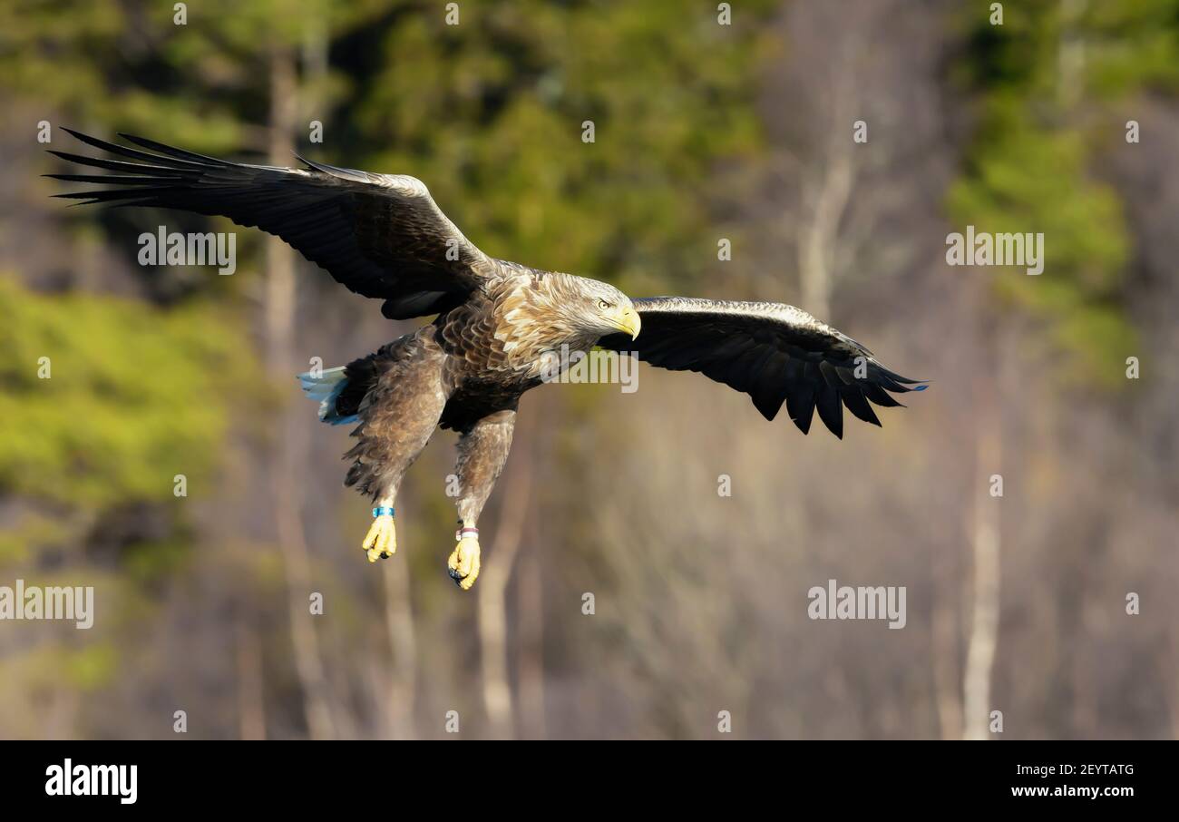White tailed eagle forest hi-res stock photography and images - Alamy