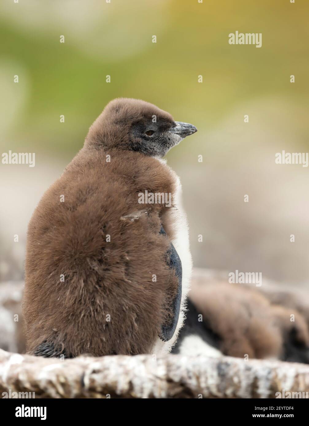 Close up of a Rockhopper penguin chick, Falkland Islands. Stock Photo
