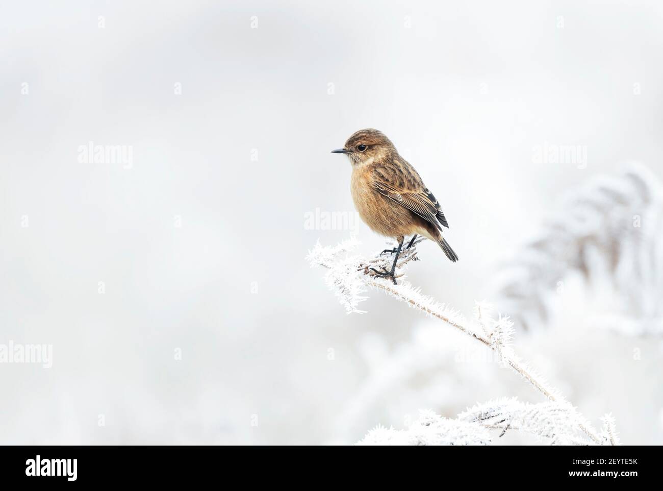 Stonechat winter hi-res stock photography and images - Alamy
