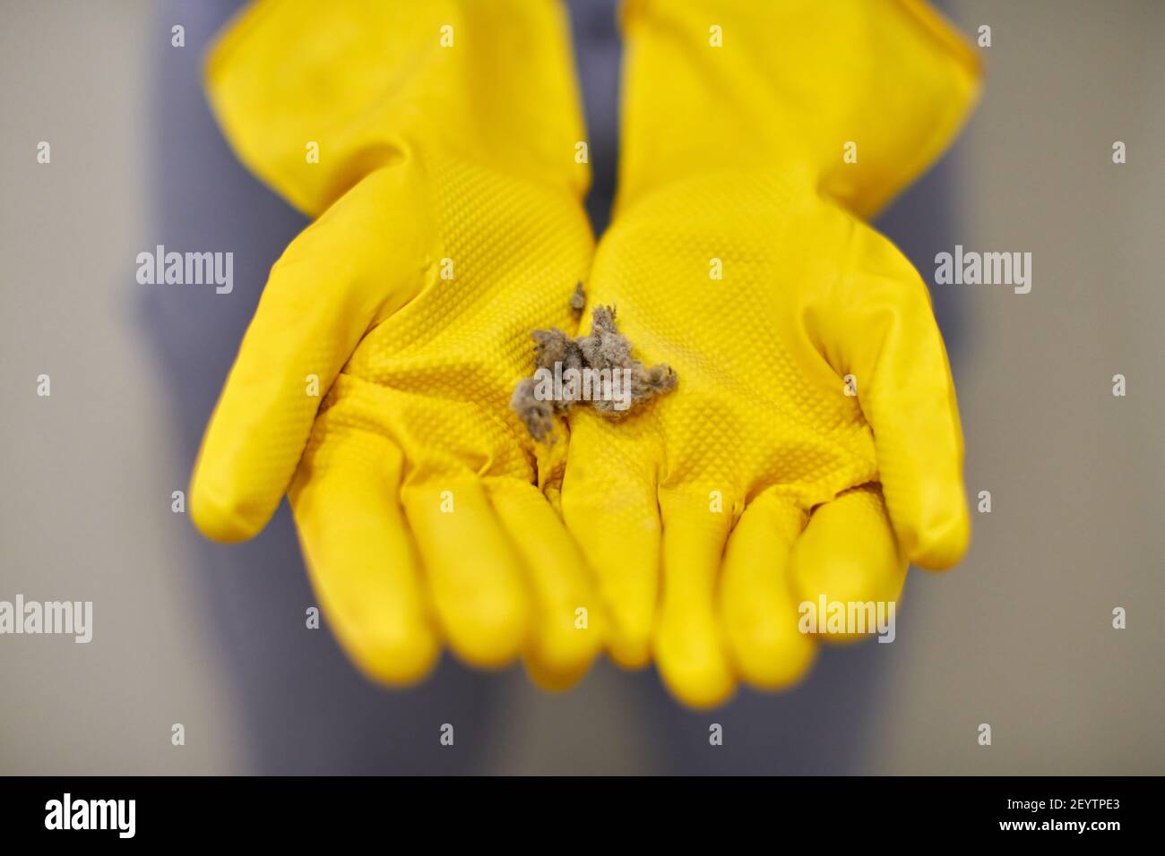 Dust balls, fluff and lint in human hands. Person in yellow rubber