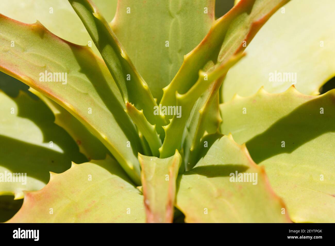 Close up of cactus leaves filling the frame, Table Mountain, Cape Town, Western Cape, South Africa Stock Photo