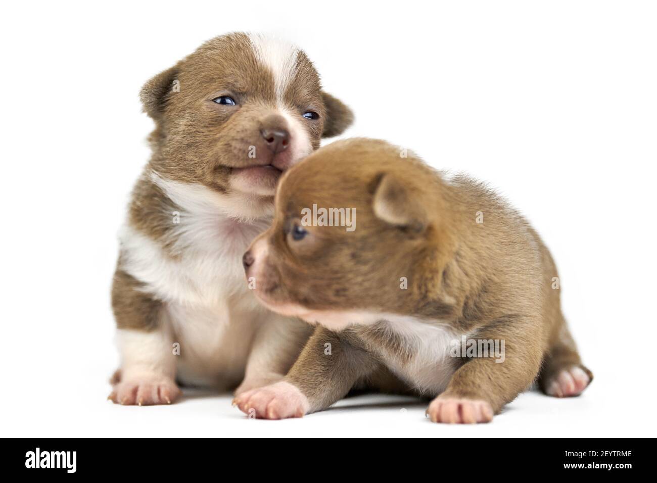 https://c8.alamy.com/comp/2EYTRME/two-chihuahua-puppies-on-white-isolated-background-cute-shorthaired-brown-dogs-breed-2EYTRME.jpg