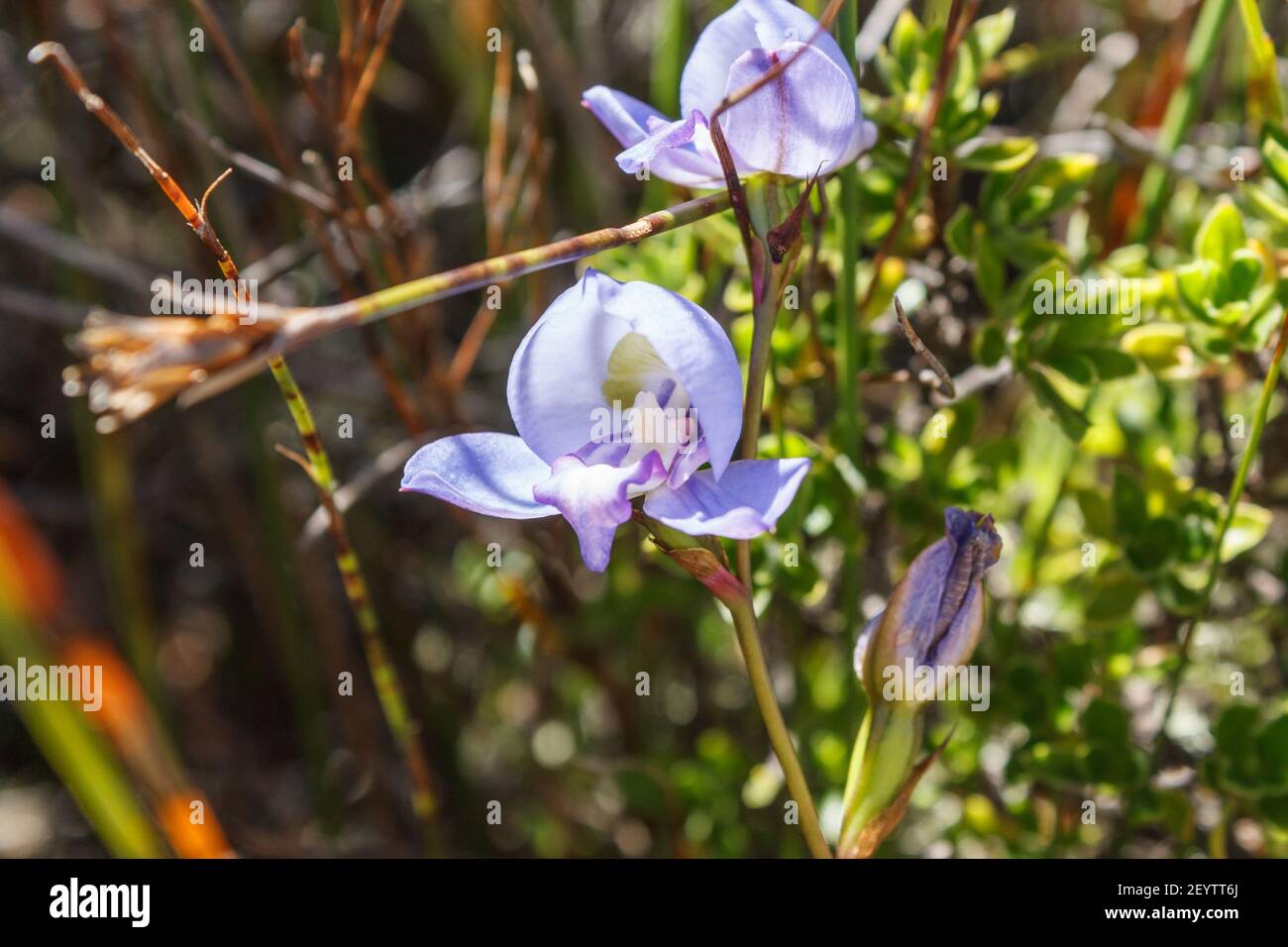 Disa Graminifolia (Blue Disa), Table Mountain, Cape Town, South Africa Stock Photo