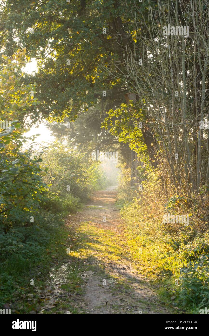 A Pathway in a green forest with grass and trees Stock Photo - Alamy
