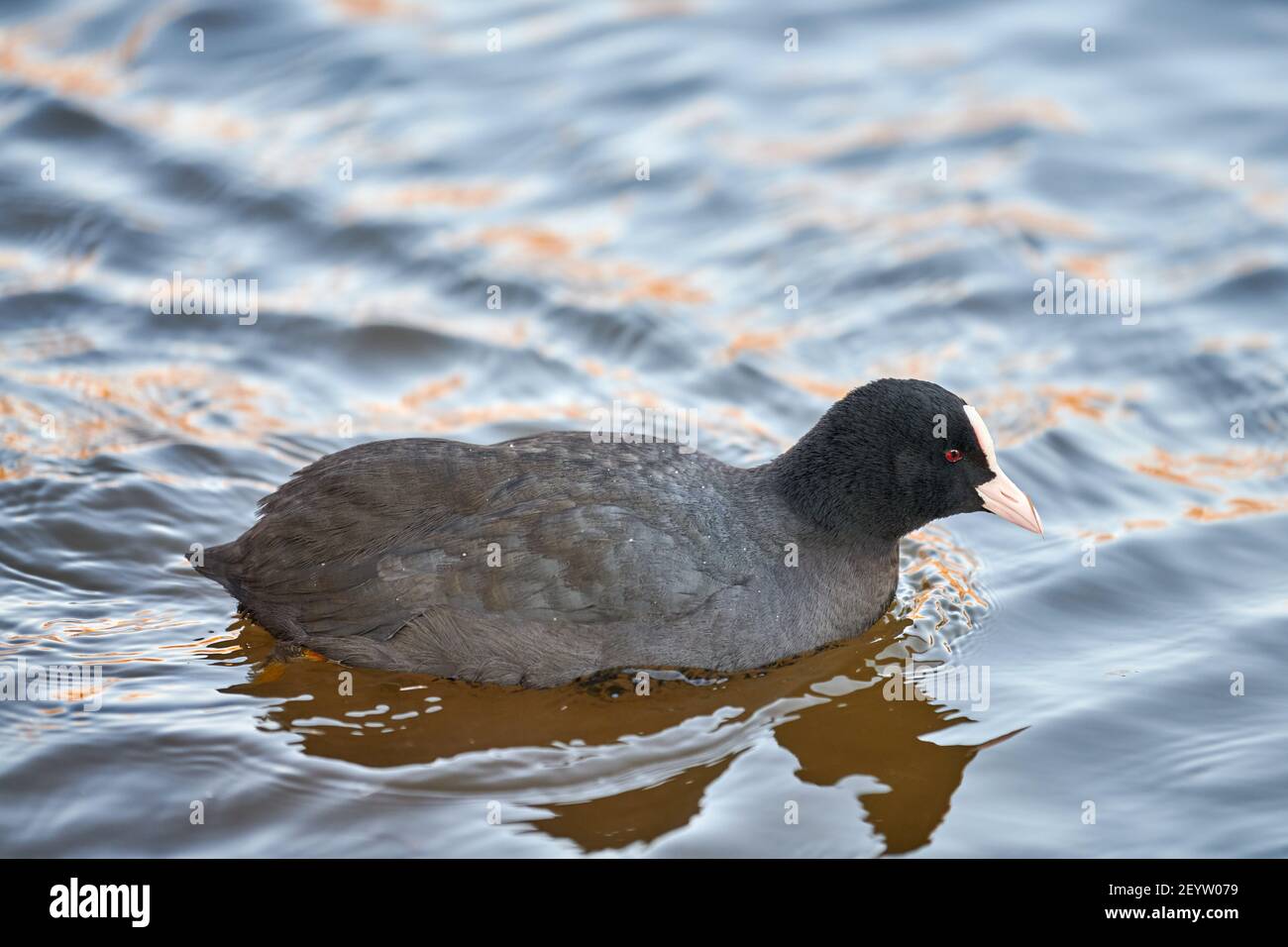 Eurasian or Australian coot, Fulica atra. Coot floating on blue water ...