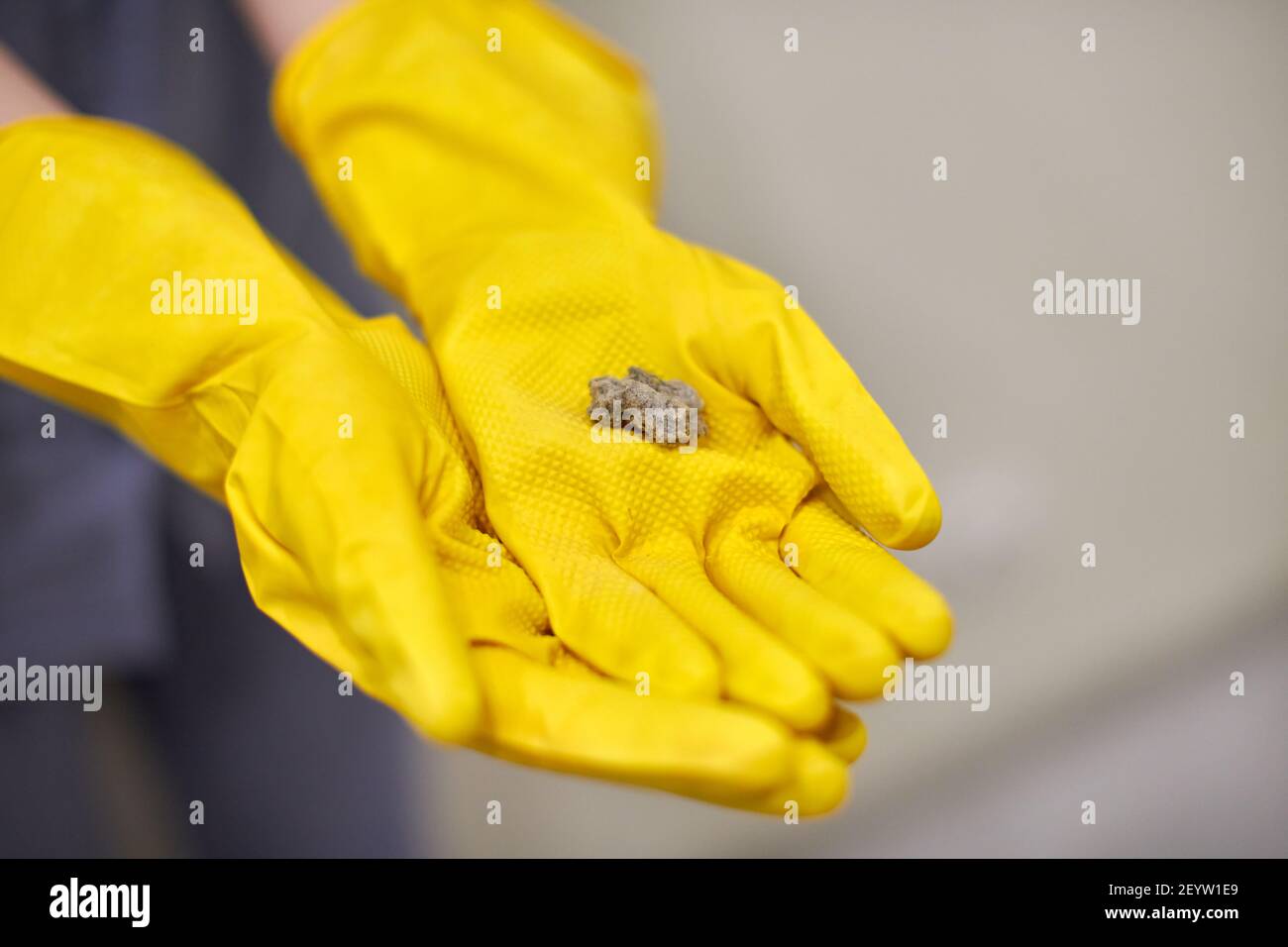 Dust balls, fluff and lint in human hands. Person in yellow rubber