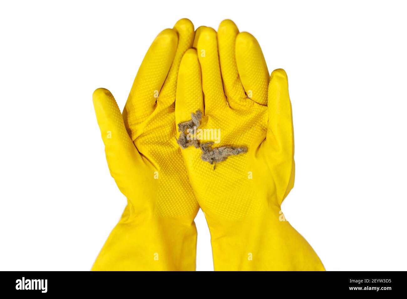 Dust balls, fluff and lint in human hands isolated on white background. Person in yellow rubber gloves holds dust bunny after cleaning, close up. Stock Photo