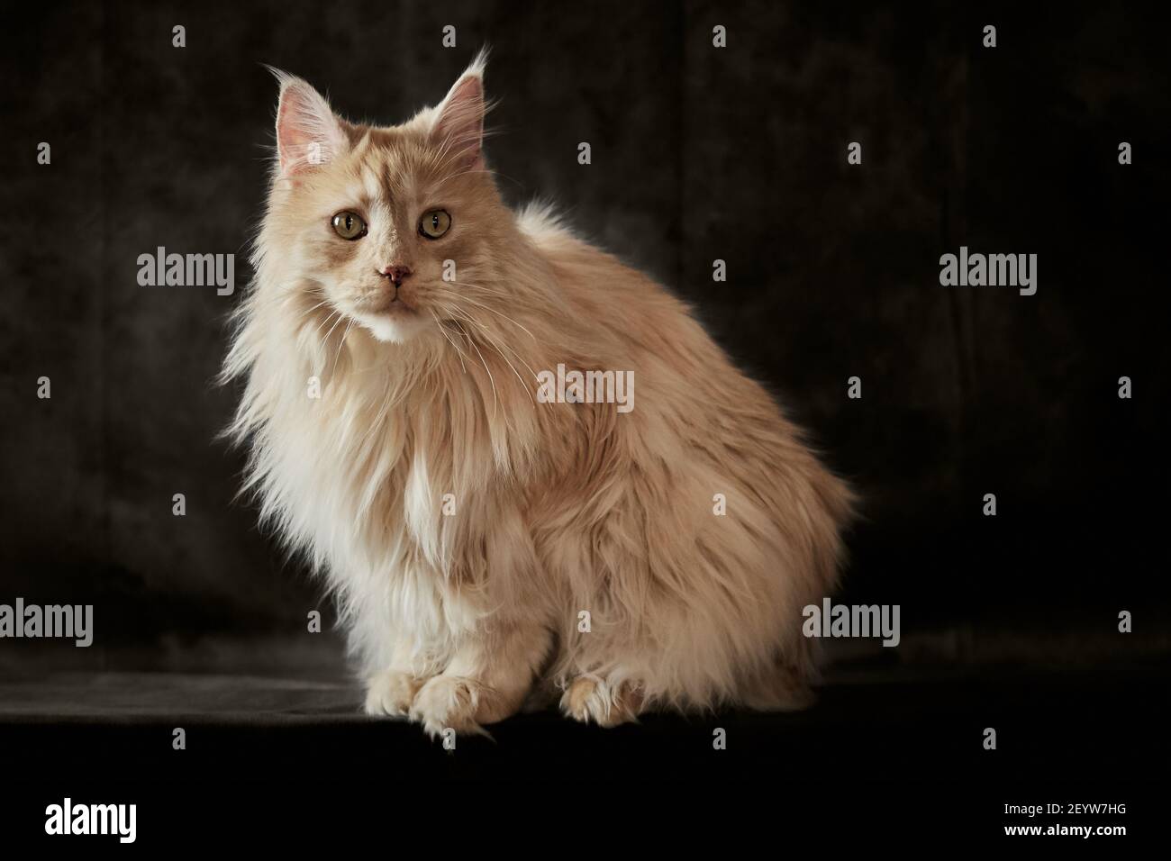 Purebred Maine Coon cat in studio on black background Stock Photo - Alamy