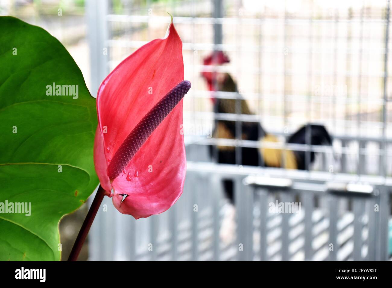 Red Peace Lily or Flamingo Flower Stock Photo