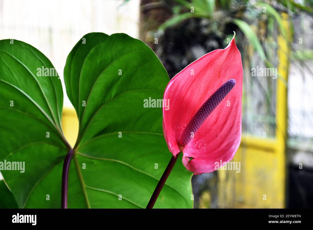 Red Peace Lily or Flamingo Flower Stock Photo