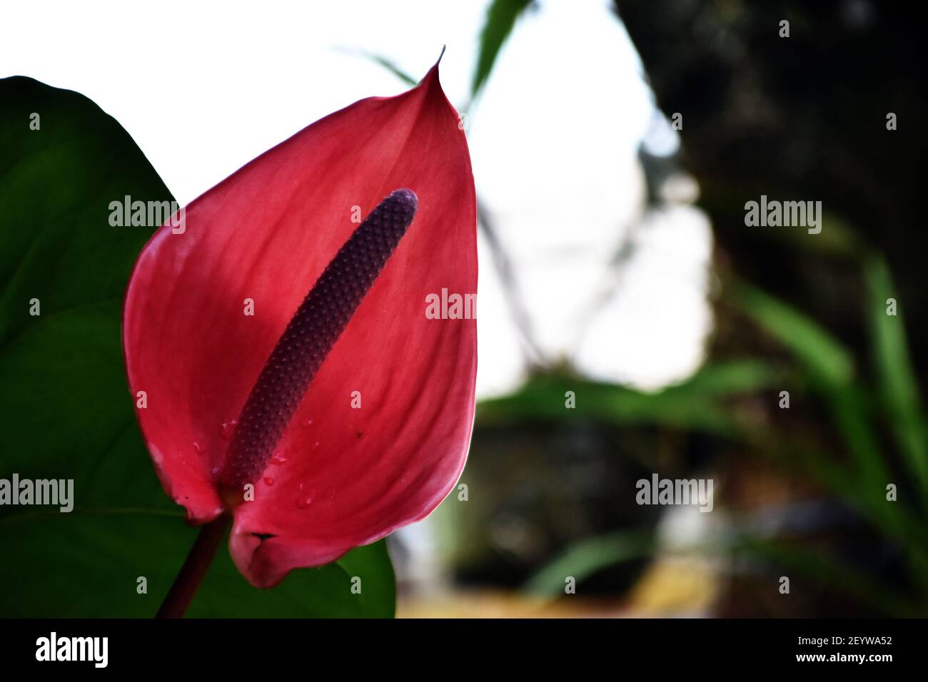 Red Peace Lily or Flamingo Flower Stock Photo