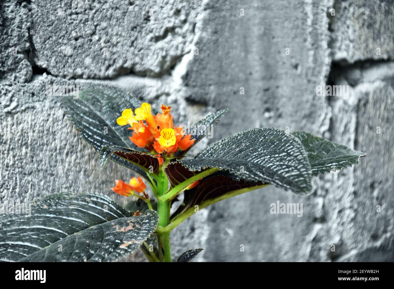 Lantana Camara or Common Lantana is a small flowering plant Stock Photo
