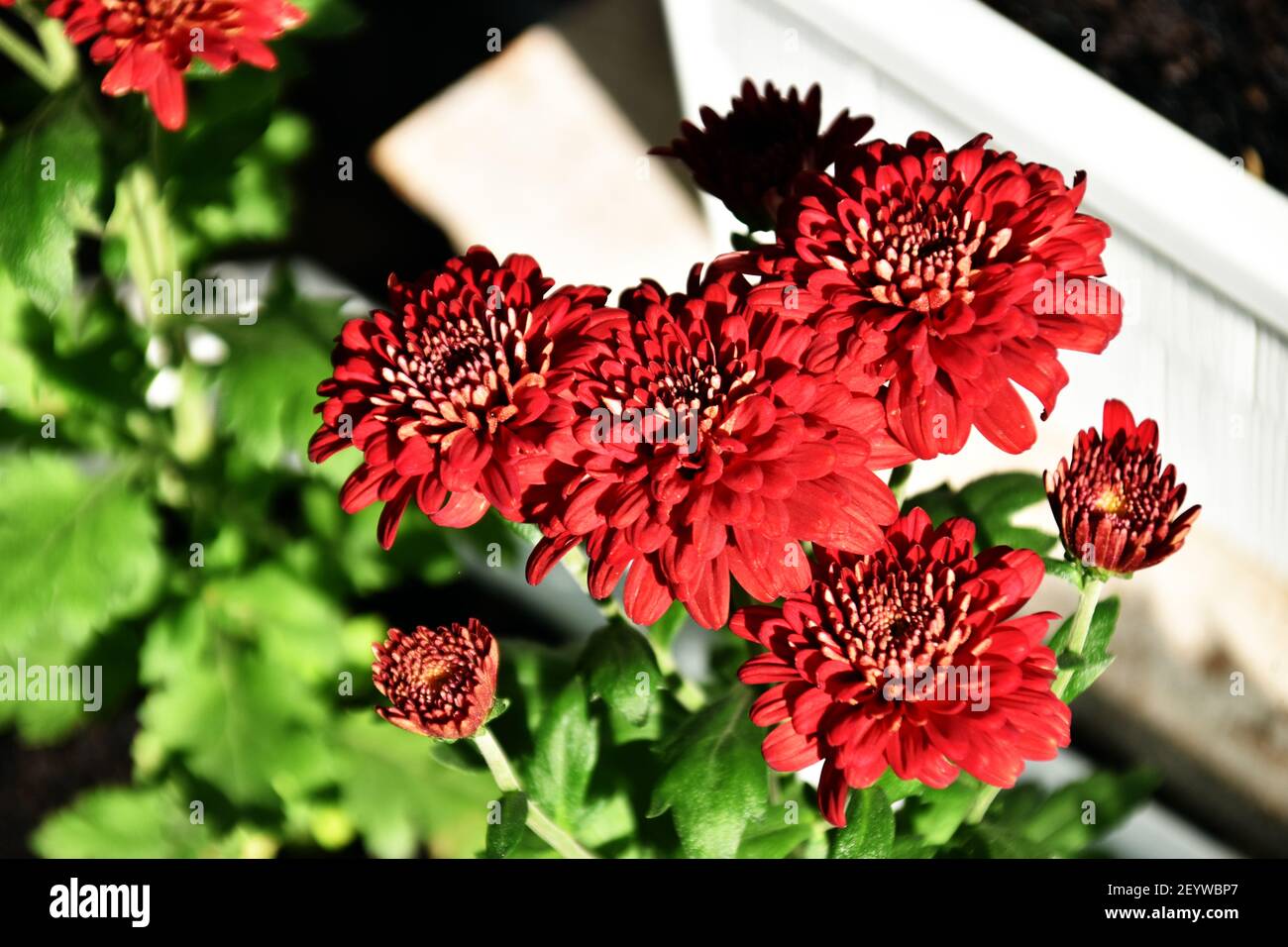 Red chrysanthemum flowers hires stock photography and images Alamy