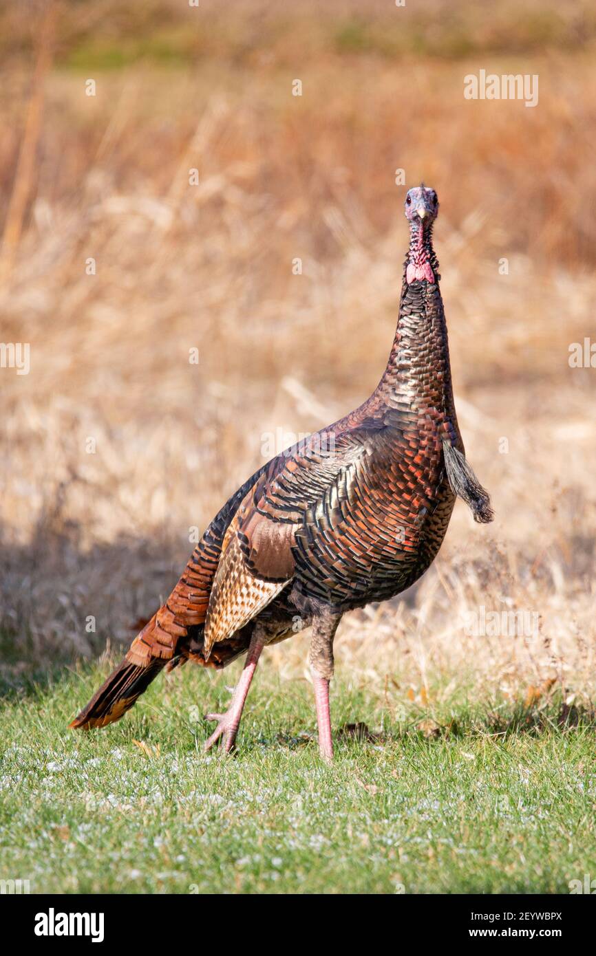 Male wild turkey (Meleagris gallopavo) in a Wisconsin field in autumn