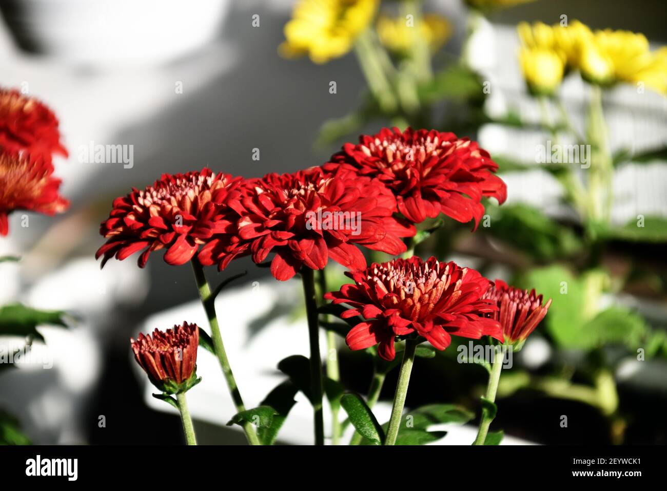 Imperial chrysanthemum seal hi-res stock photography and images - Alamy