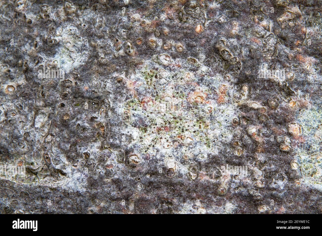 Close-up of a lichen growing on the bark of a Beech tree, probably White paint lichen Stock Photo