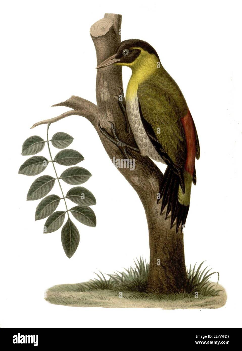 Picus Origin Picus erythropygius hi-res stock photography and images - Alamy