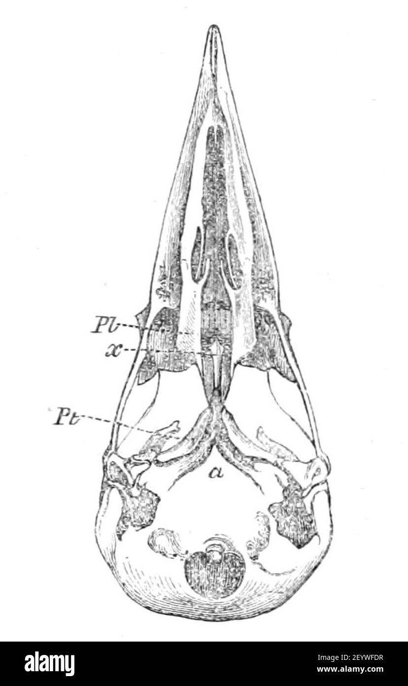 Picus Origin Picus viridis skull 1872 Stock Photo - Alamy