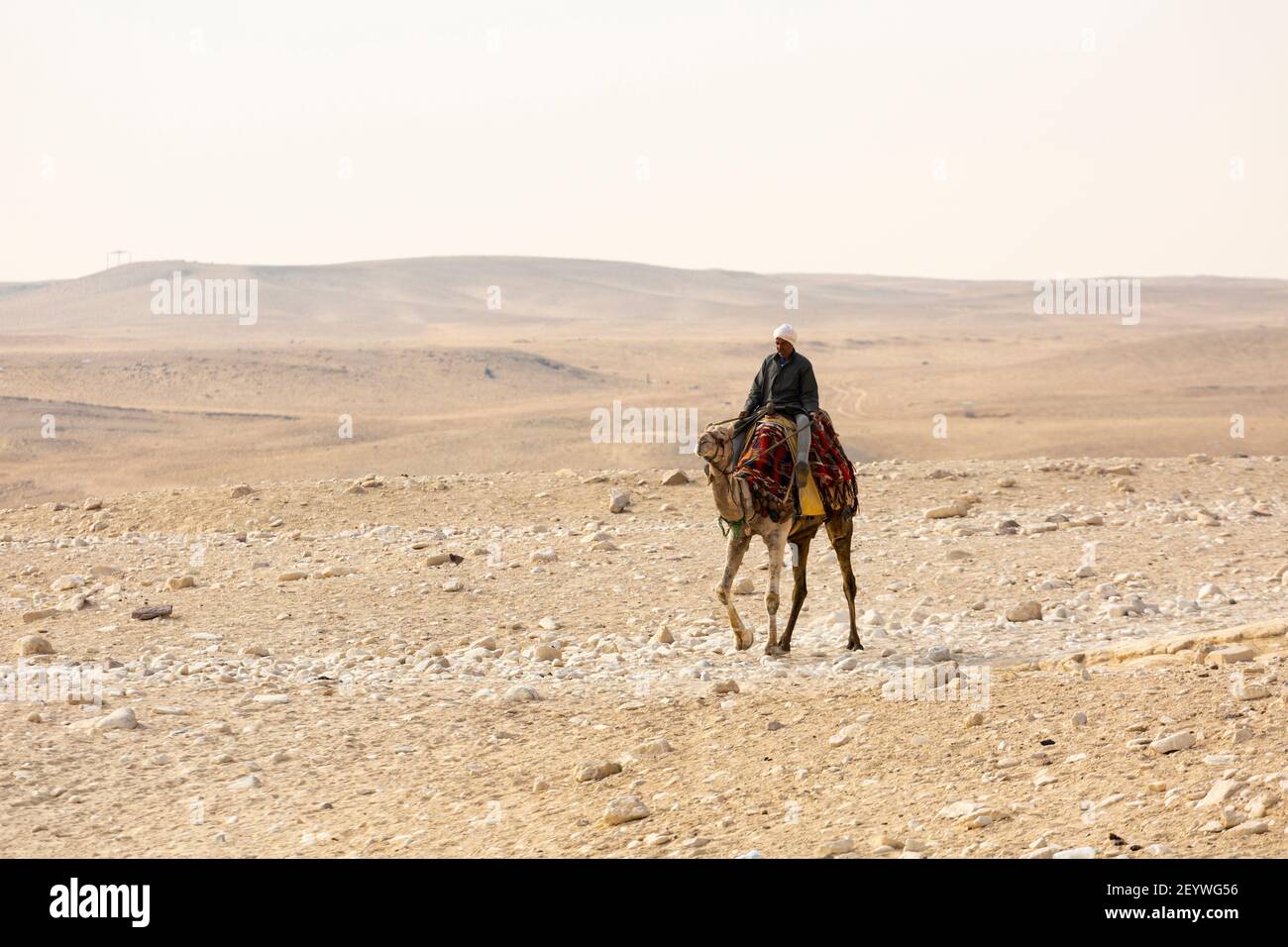 A local tour guide riding a camel on the Giza Plateau, Greater Cairo, Egypt Stock Photo