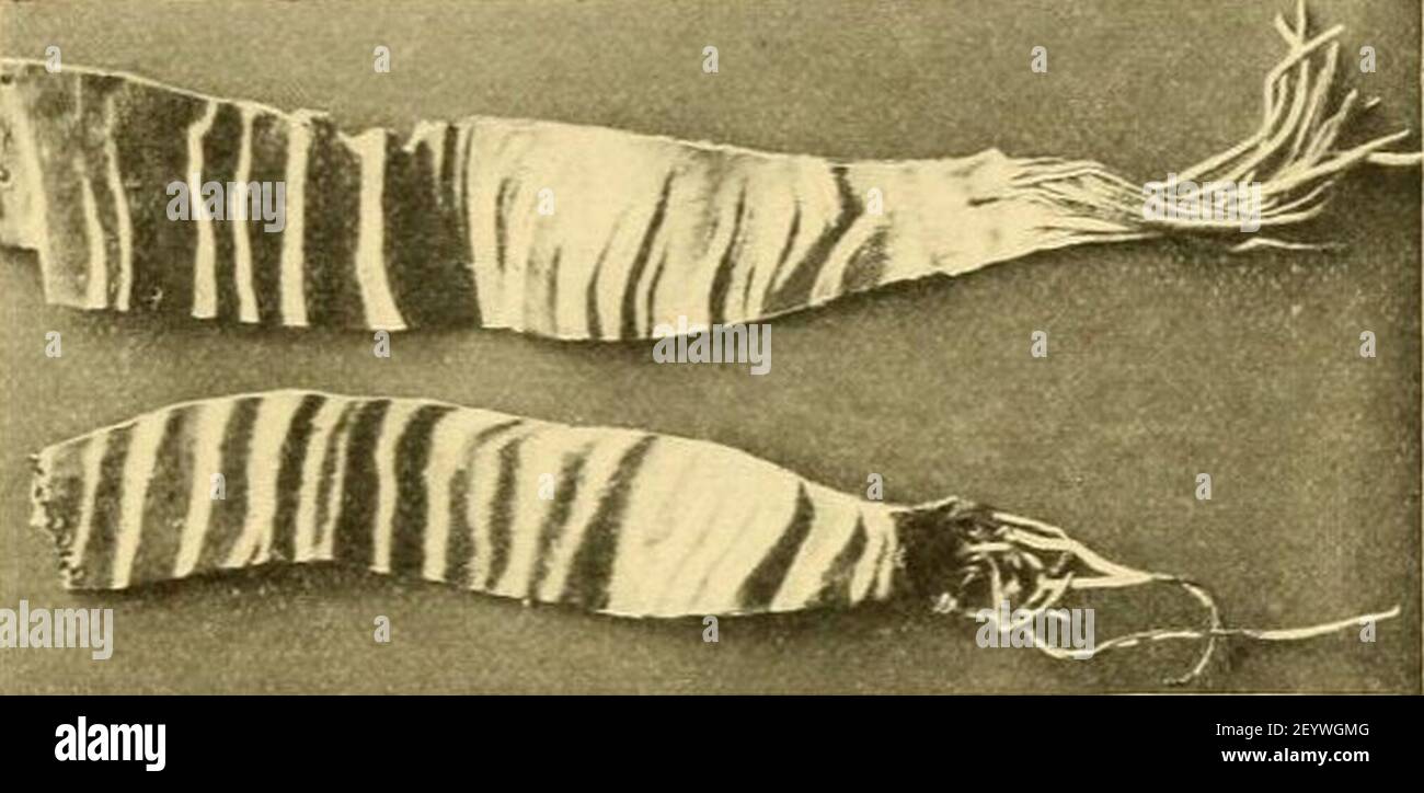 Pieces from Okapi leather, obtained by Sir Harry Johnston (crop). Stock Photo
